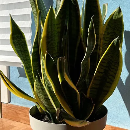 Residenza Parco Gioeni דירה