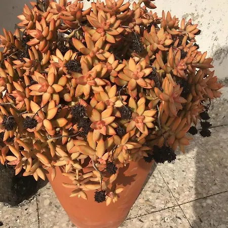 דירה Residenza Parco Gioeni *